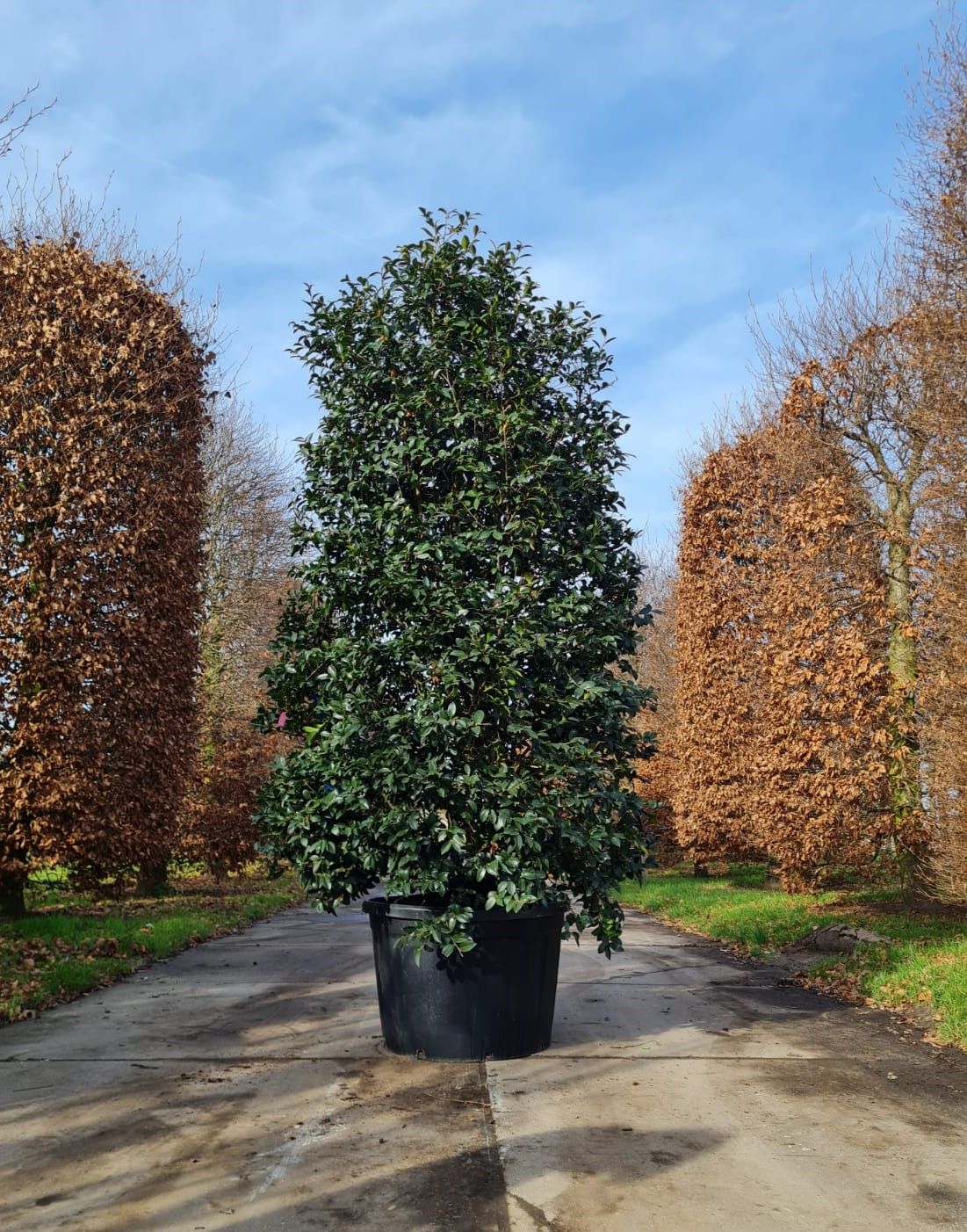 Camelia (Camellia Sasanqua Rosa)