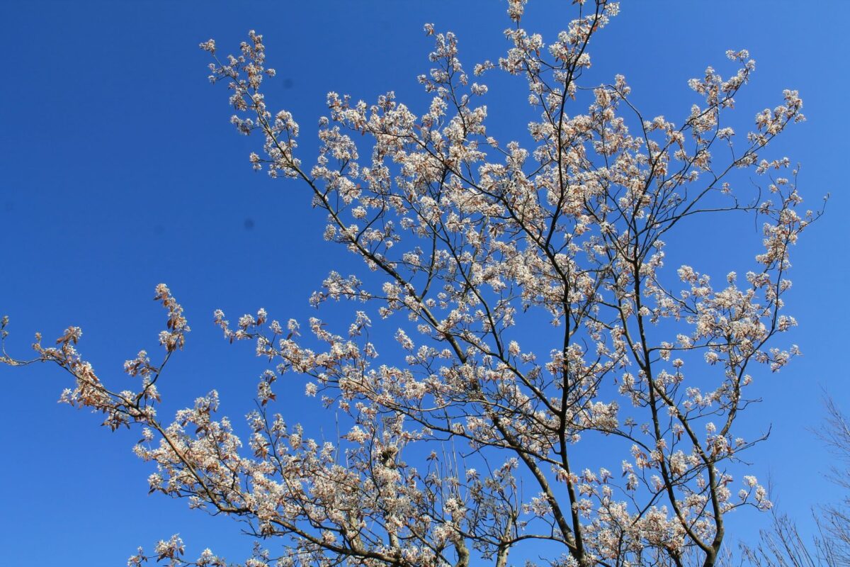 Jonge Canadese krentenboom | Meerstammig