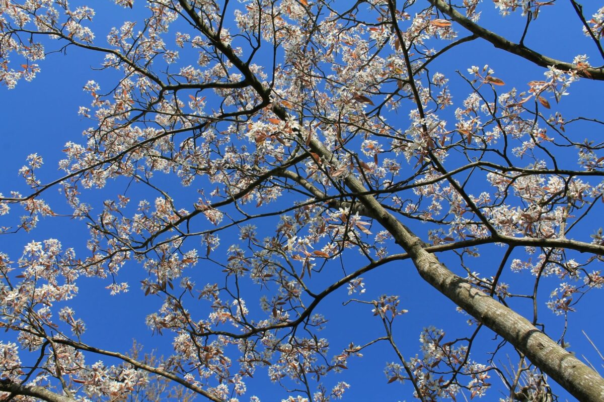 Jonge Canadese krentenboom | Meerstammig