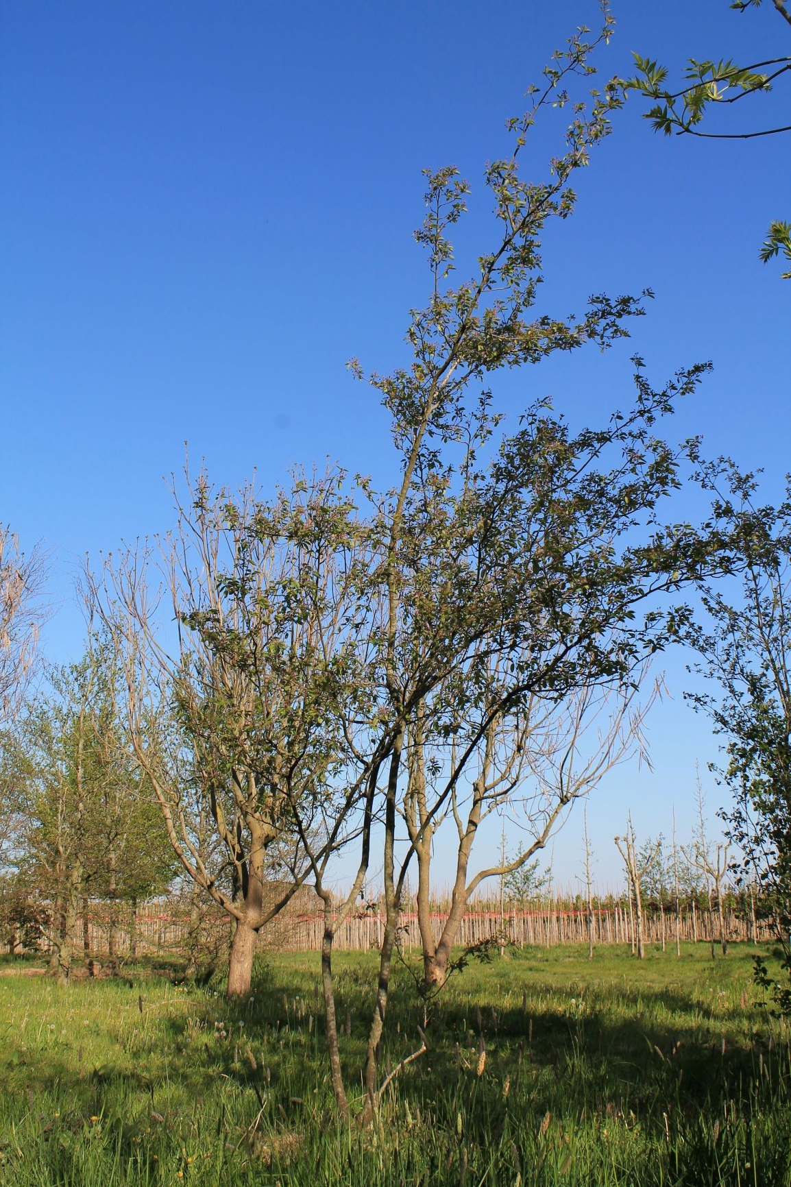 Jonge Canadese krentenboom | Meerstammig