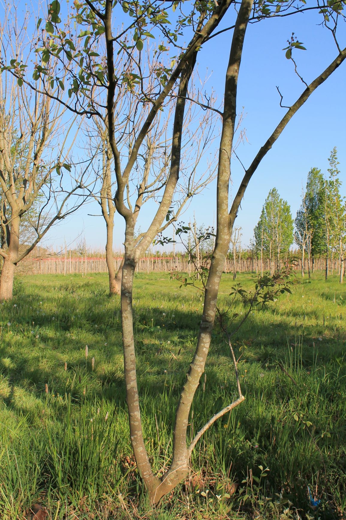 Jonge Canadese krentenboom | Meerstammig