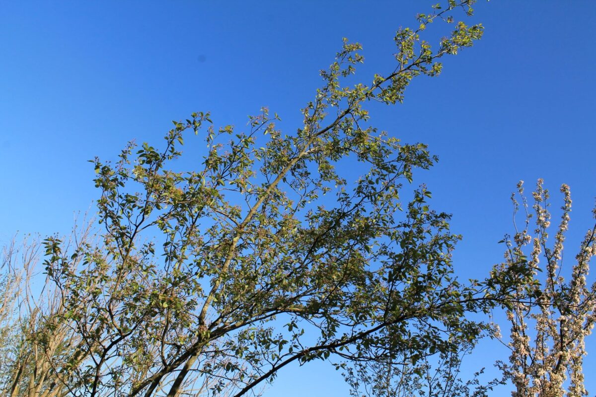 Jonge Canadese krentenboom | Meerstammig