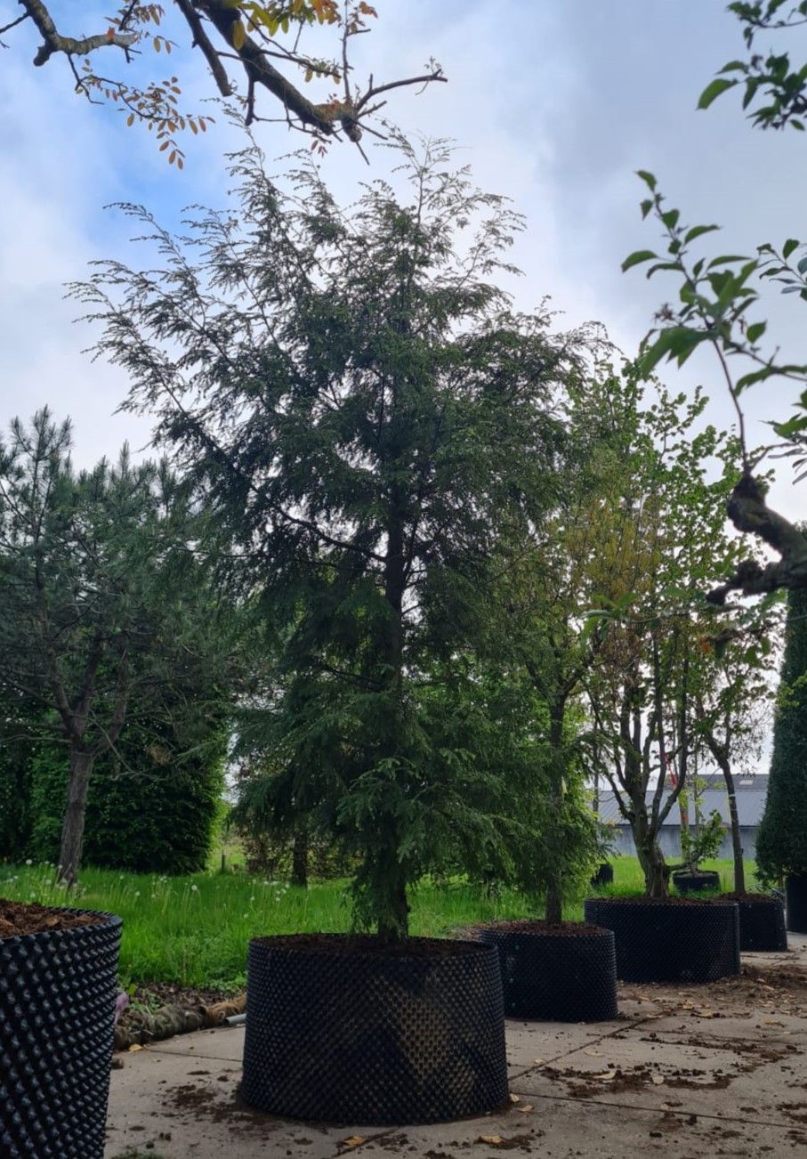 Canadese hemlock spar