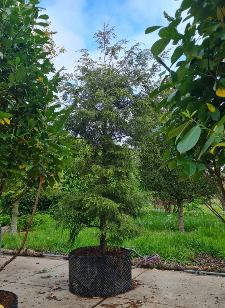 Canadese hemlock spar