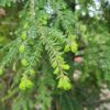 Canadese hemlock spar