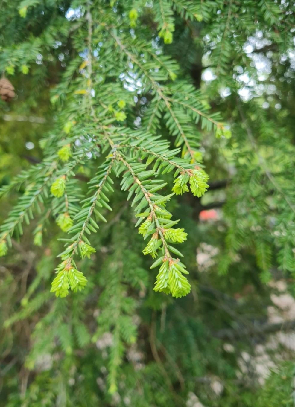 Canadese hemlock spar