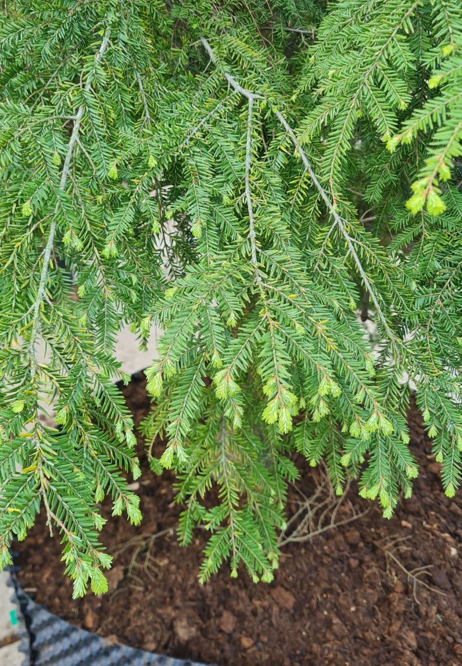 Canadese hemlock spar