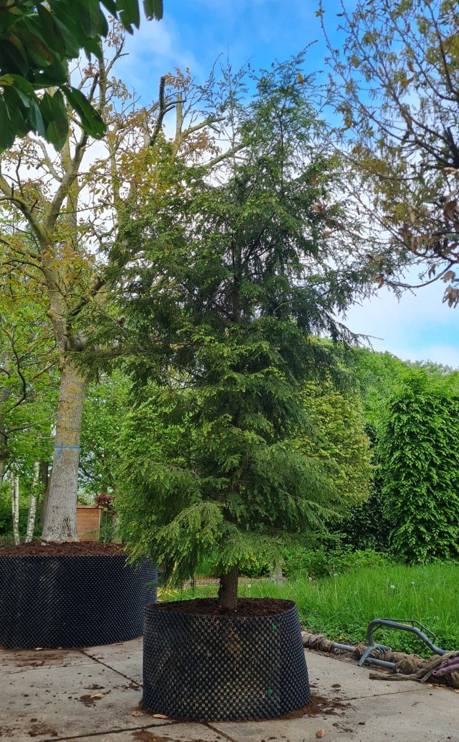 Canadese hemlock spar