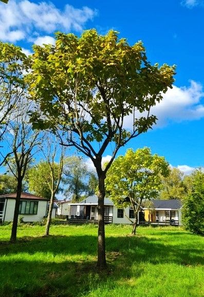 Volwassen Trompetboom| Hoogstam