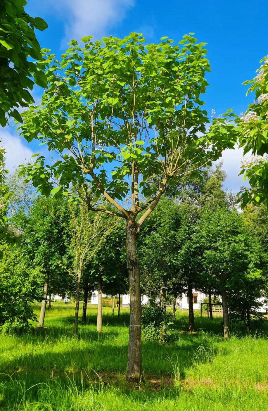 Volwassen Trompetboom| Hoogstam