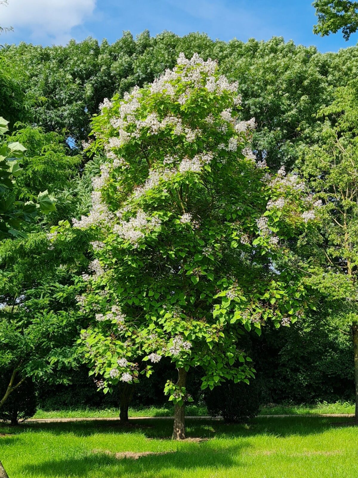 Volgroeide Trompetboom | Hoogstam
