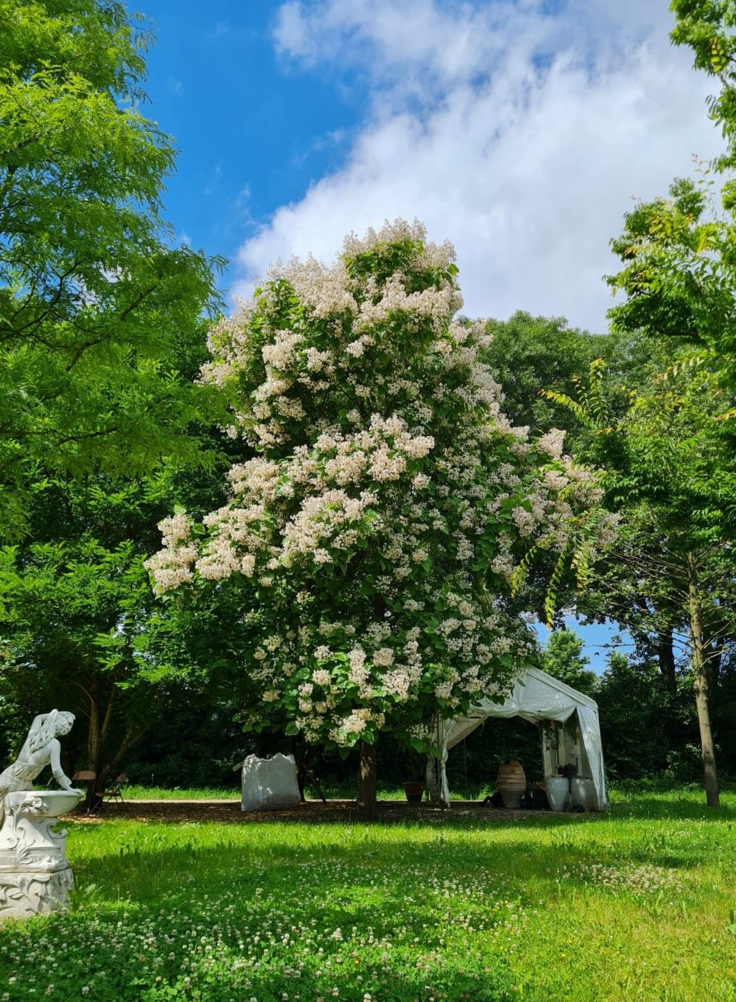 Volgroeide Trompetboom | Hoogstam