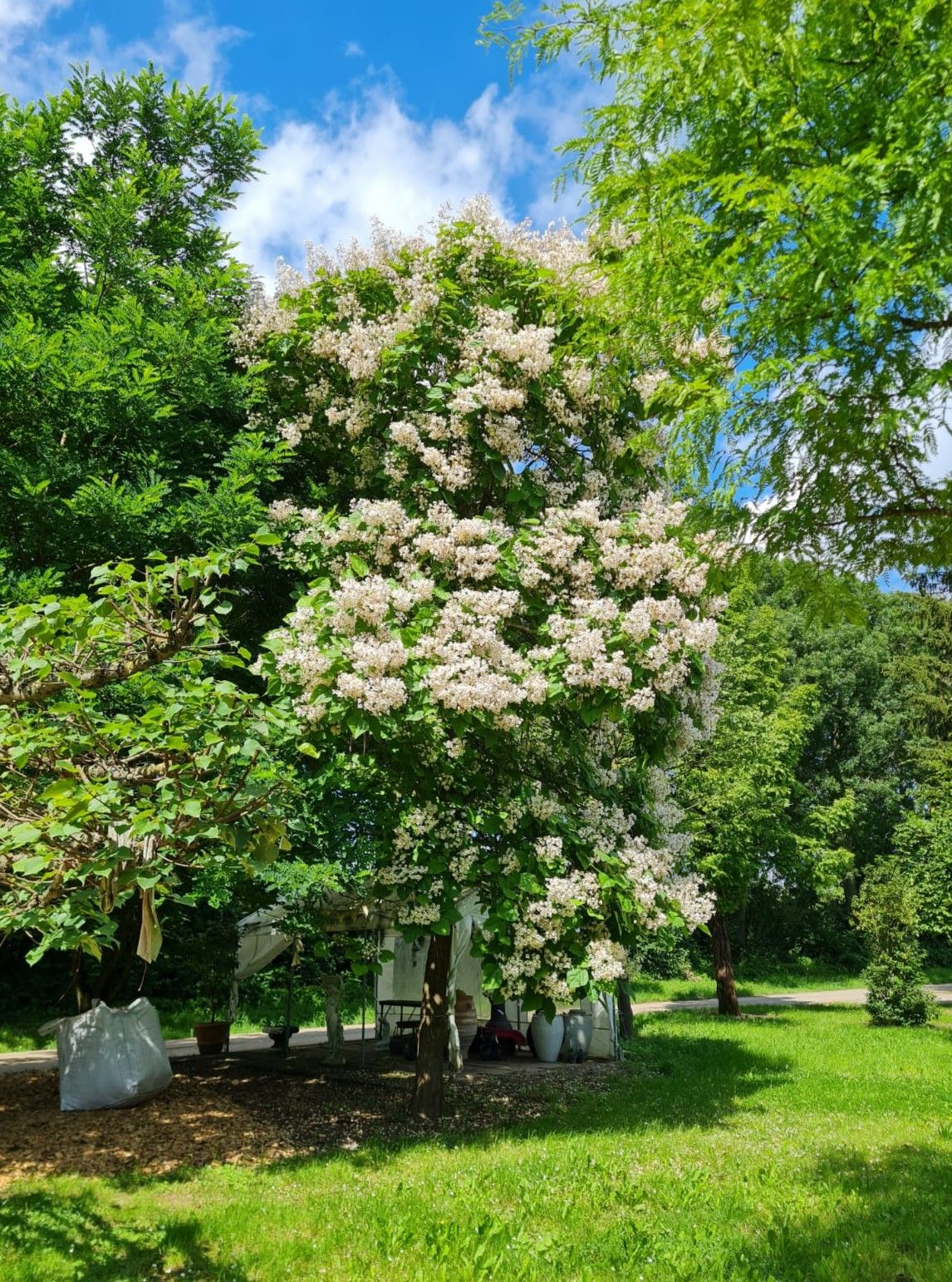 Volgroeide Trompetboom | Hoogstam