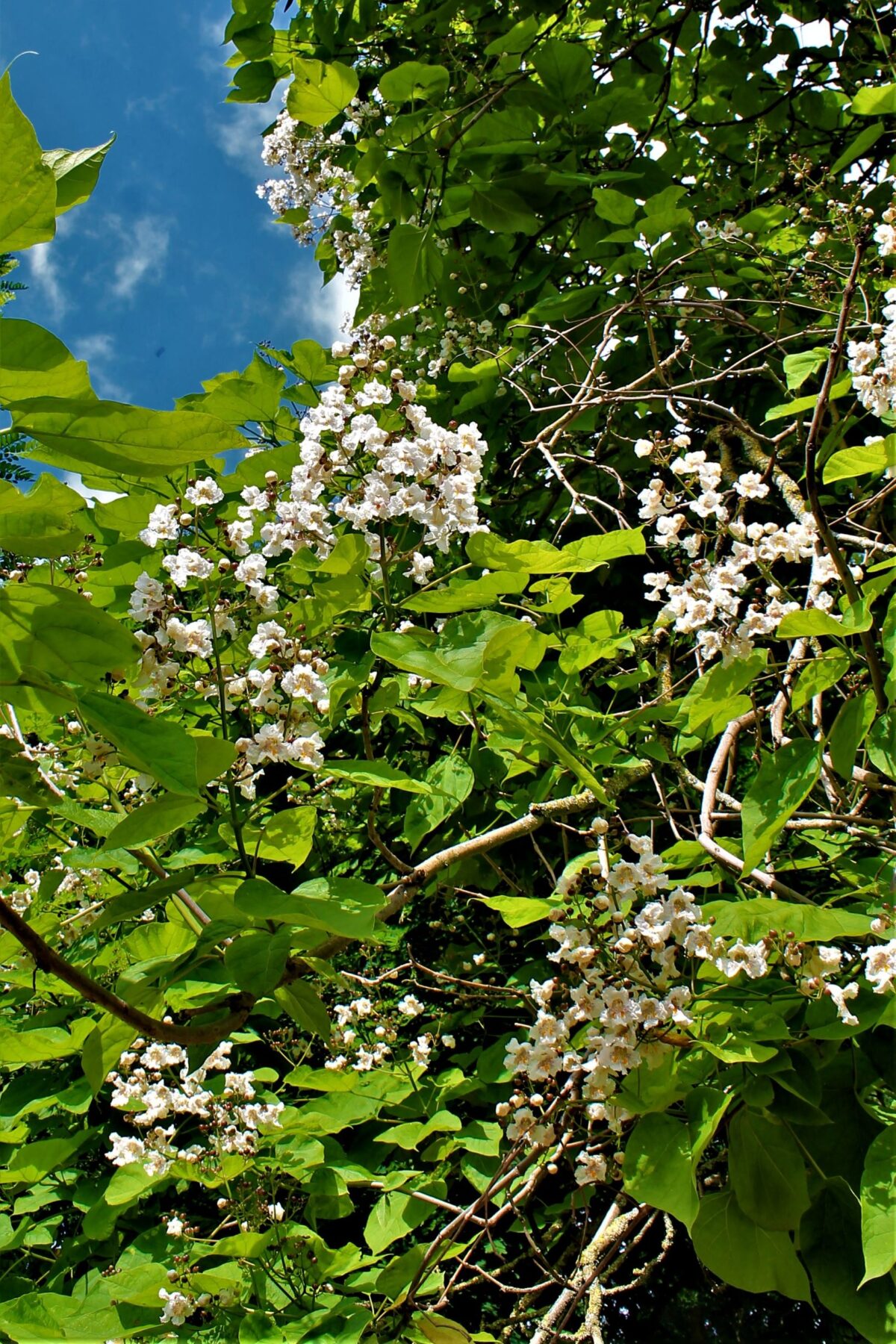 Volwassen Trompetboom| Hoogstam
