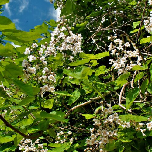 Volwassen Trompetboom| Hoogstam