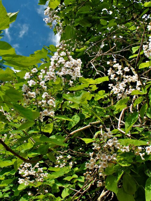 catalpa Trompetboom| Hoogstam