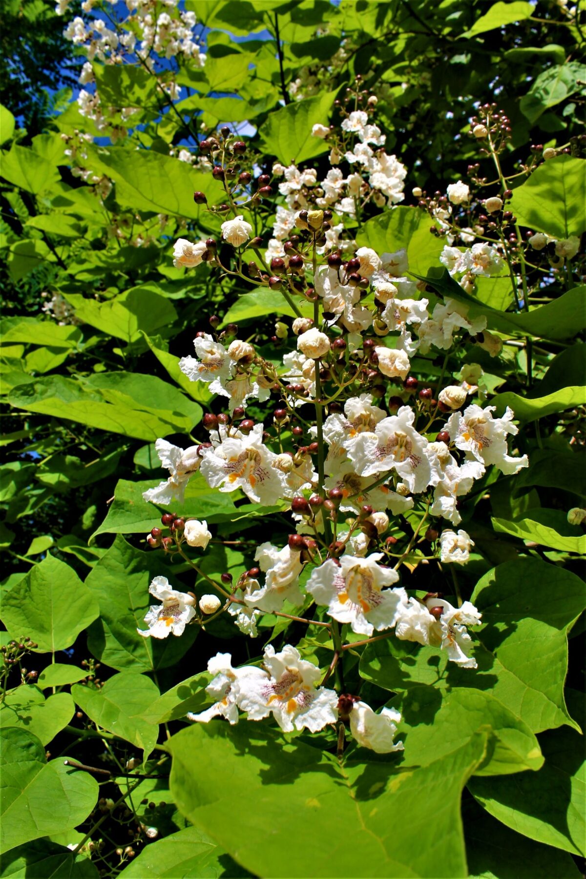 Volwassen Trompetboom| Hoogstam