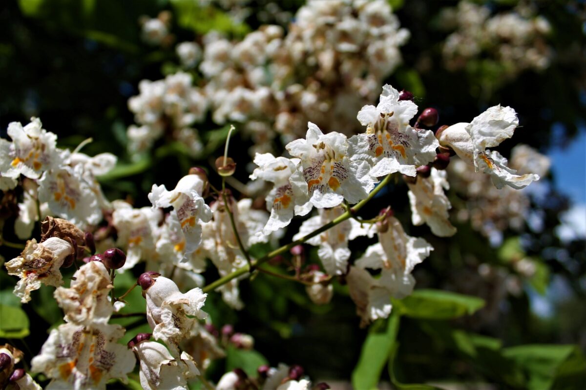 Volwassen Trompetboom| Hoogstam
