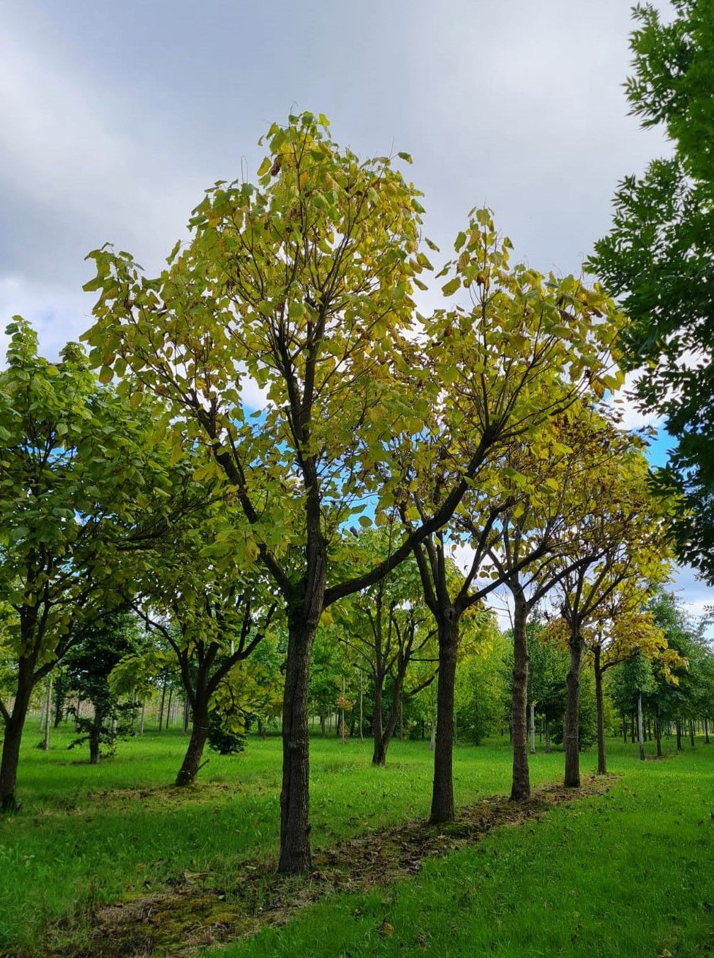 Volwassen Trompetboom| Hoogstam
