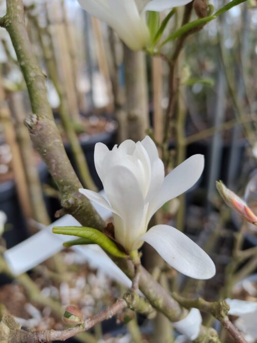 Stermagnolia 'Royal Star' | Meerstammig