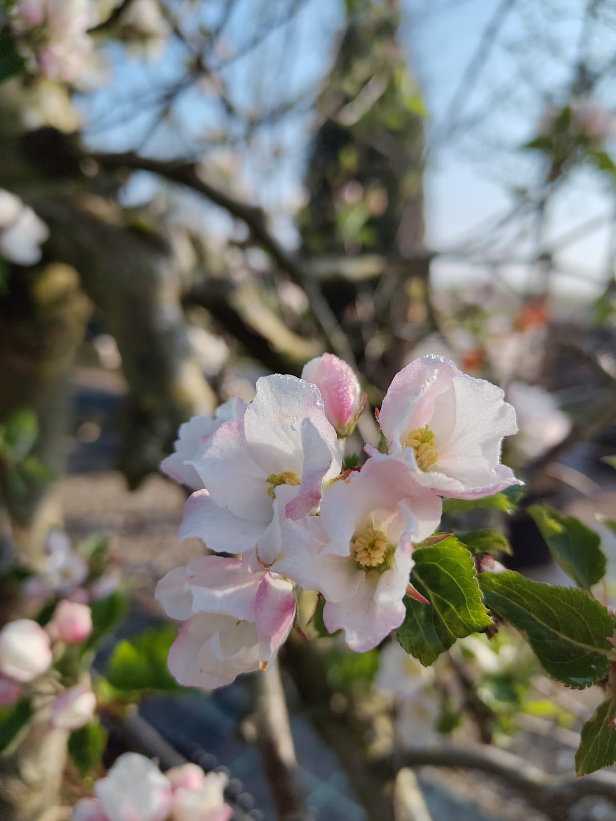 Appelboom 'Goudreinet' | Laagstam