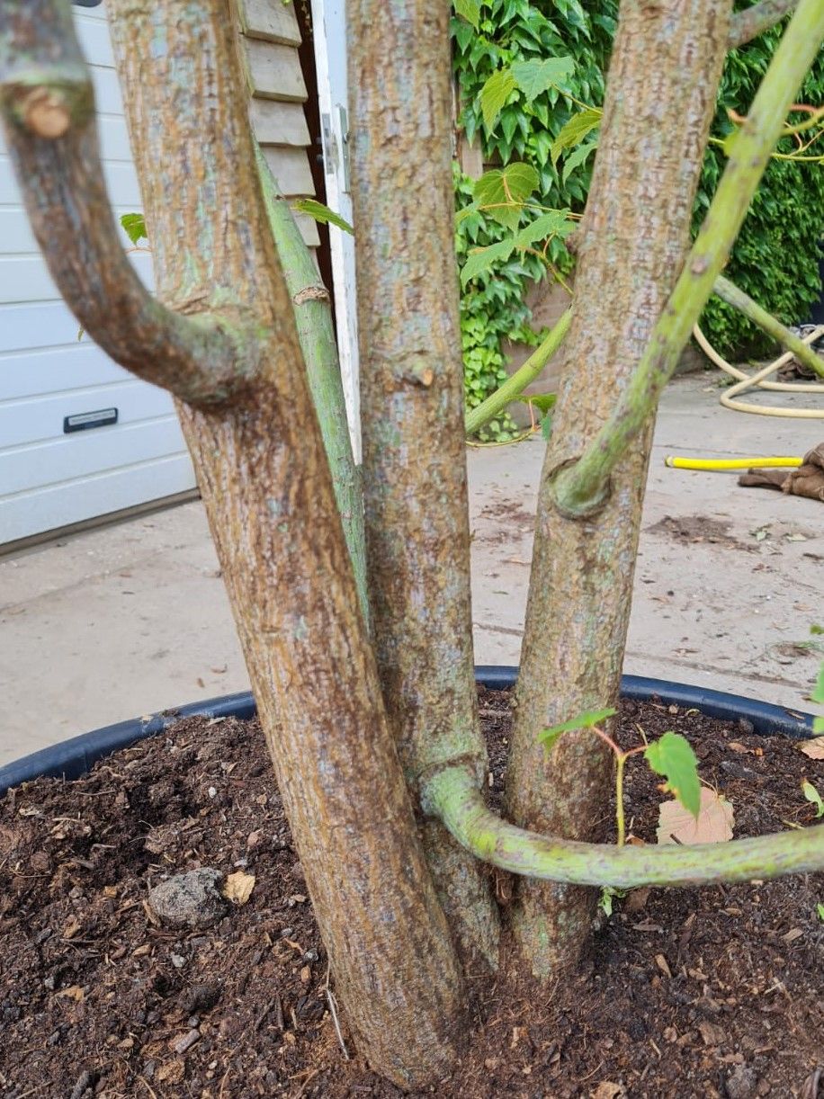 Volwassen Chinese Esdoorn | Meerstammig