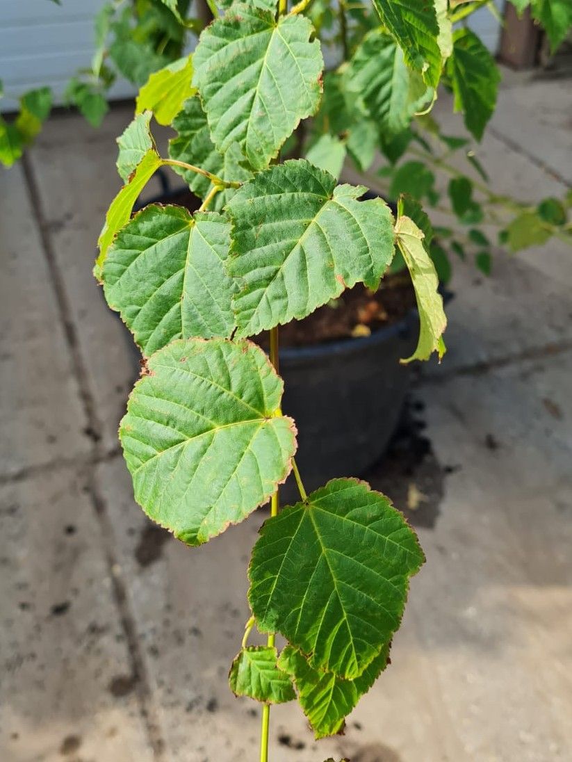 Volwassen Chinese Esdoorn | Meerstammig