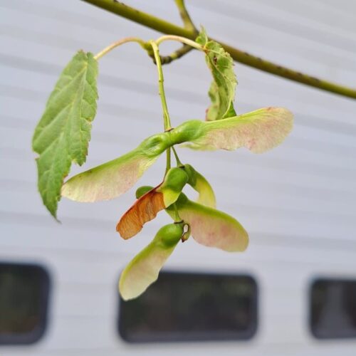 Volwassen Chinese Esdoorn | Meerstammig