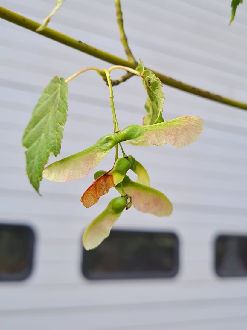 Volwassen Chinese Esdoorn | Meerstammig