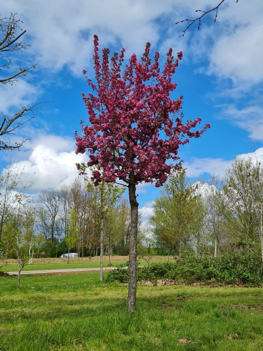 Volwassen Chinese sierappel | Hoogstam