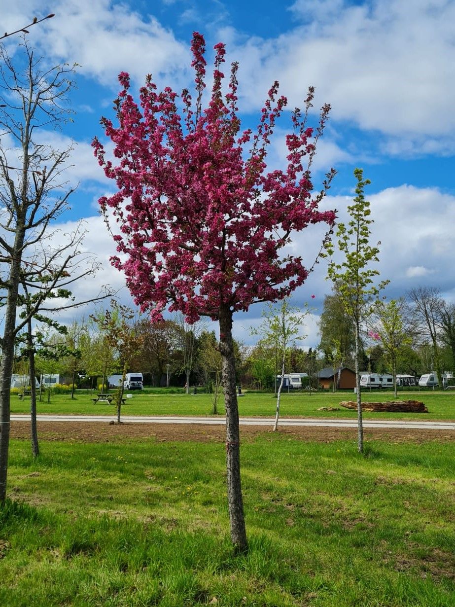 Volwassen Chinese sierappel | Hoogstam