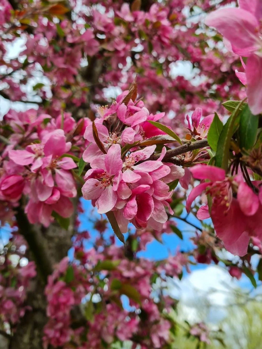 Volwassen Chinese sierappel | Hoogstam