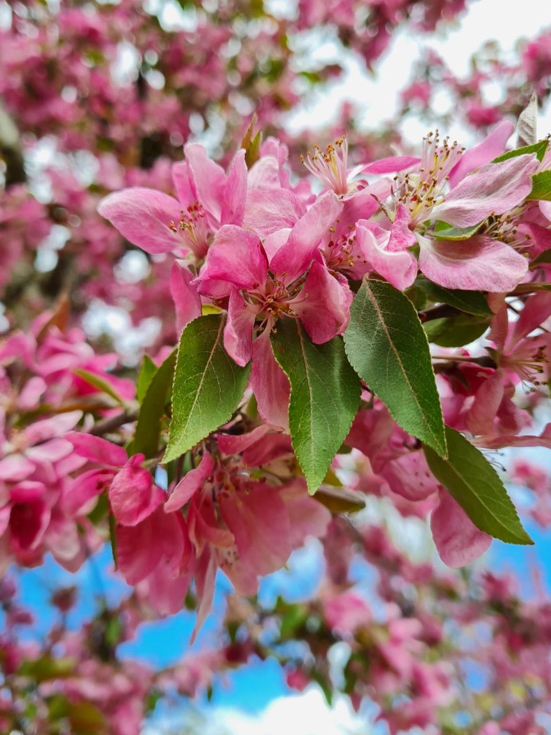 Volwassen Chinese sierappel | Hoogstam