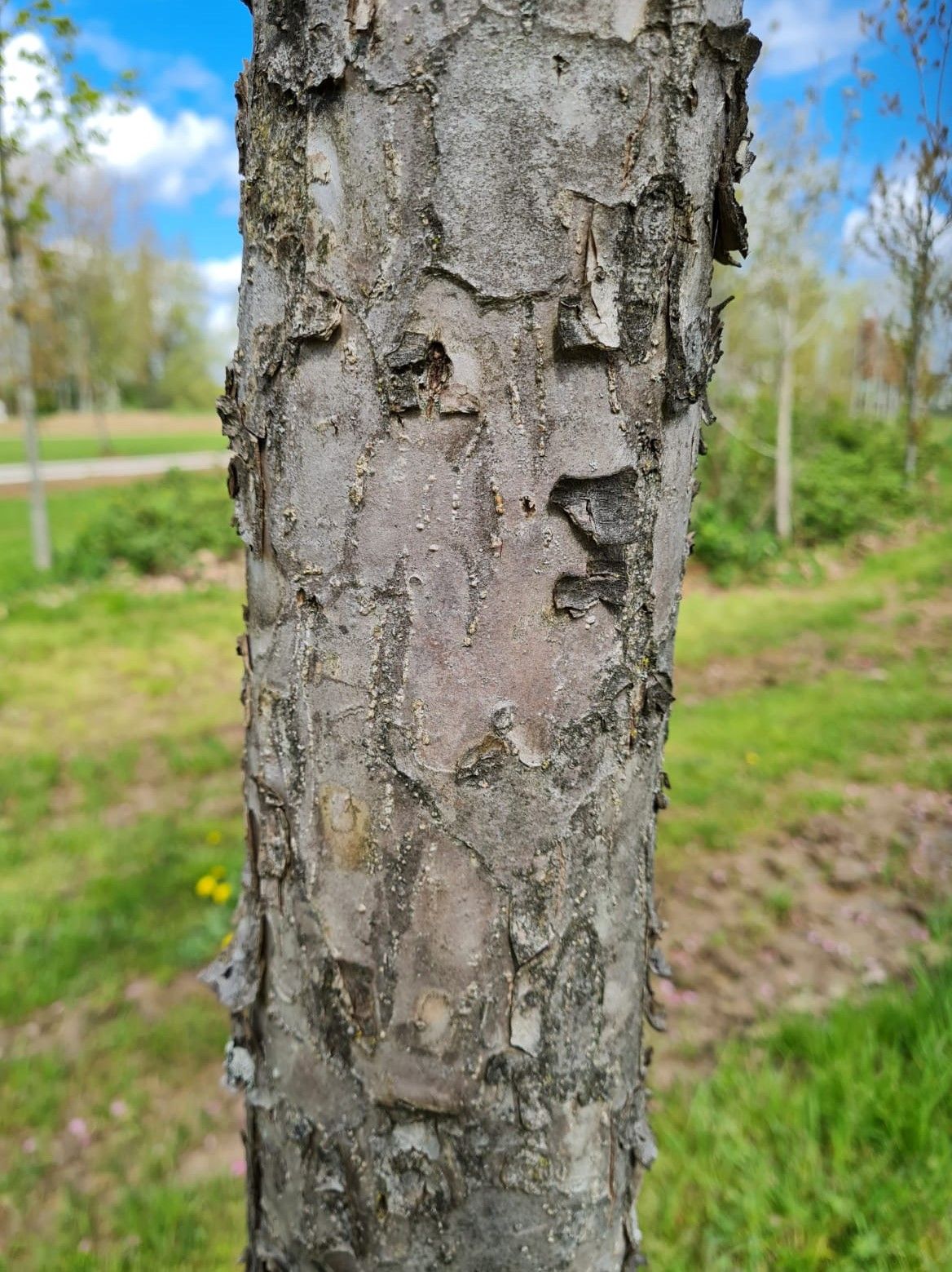 Volwassen Chinese sierappel | Hoogstam