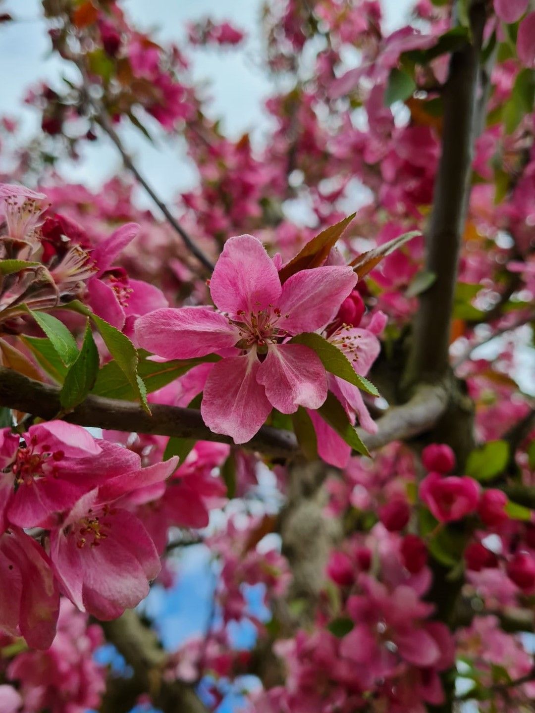 Volwassen Chinese sierappel | Hoogstam