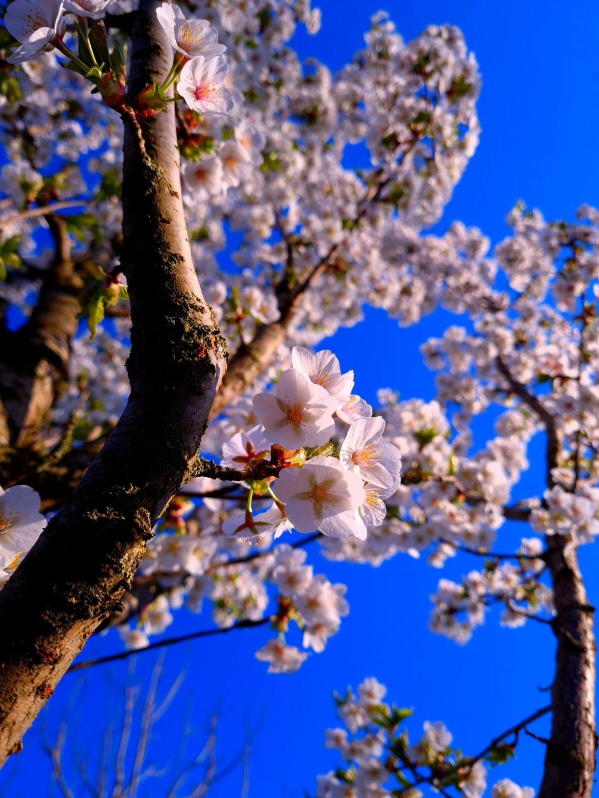 Jonge Chinese sierkers | Hoogstam
