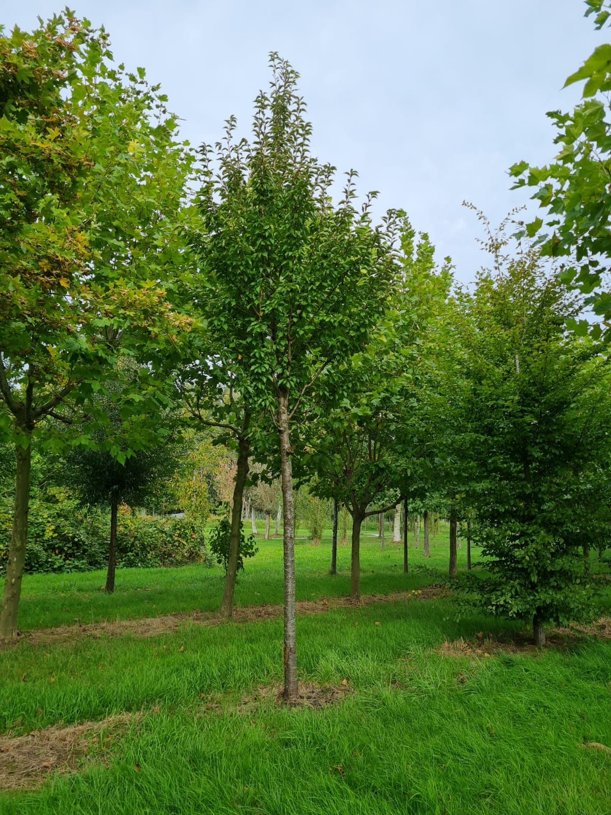 Jonge Chinese sierkers | Hoogstam