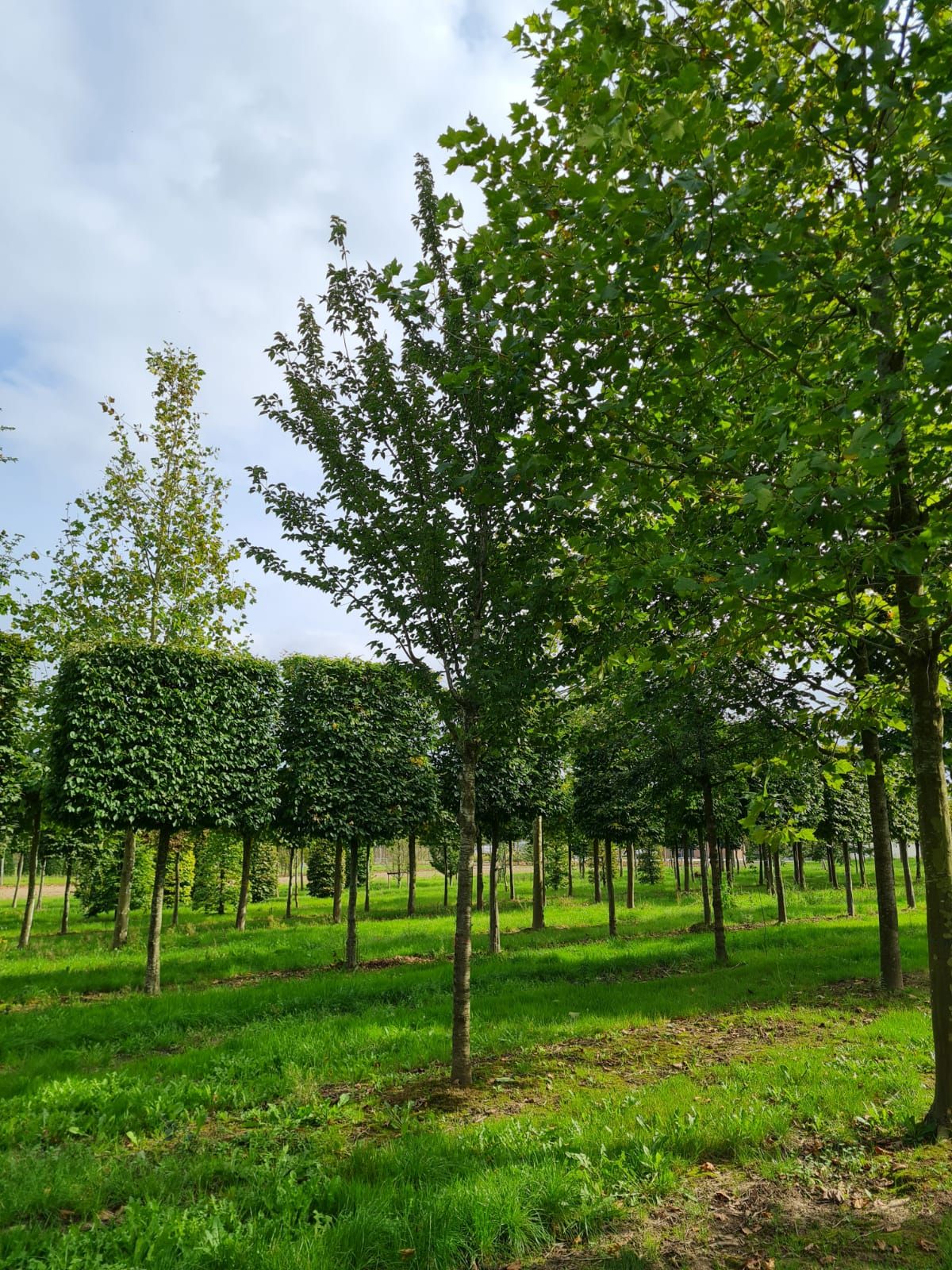 Jonge Chinese sierkers | Hoogstam