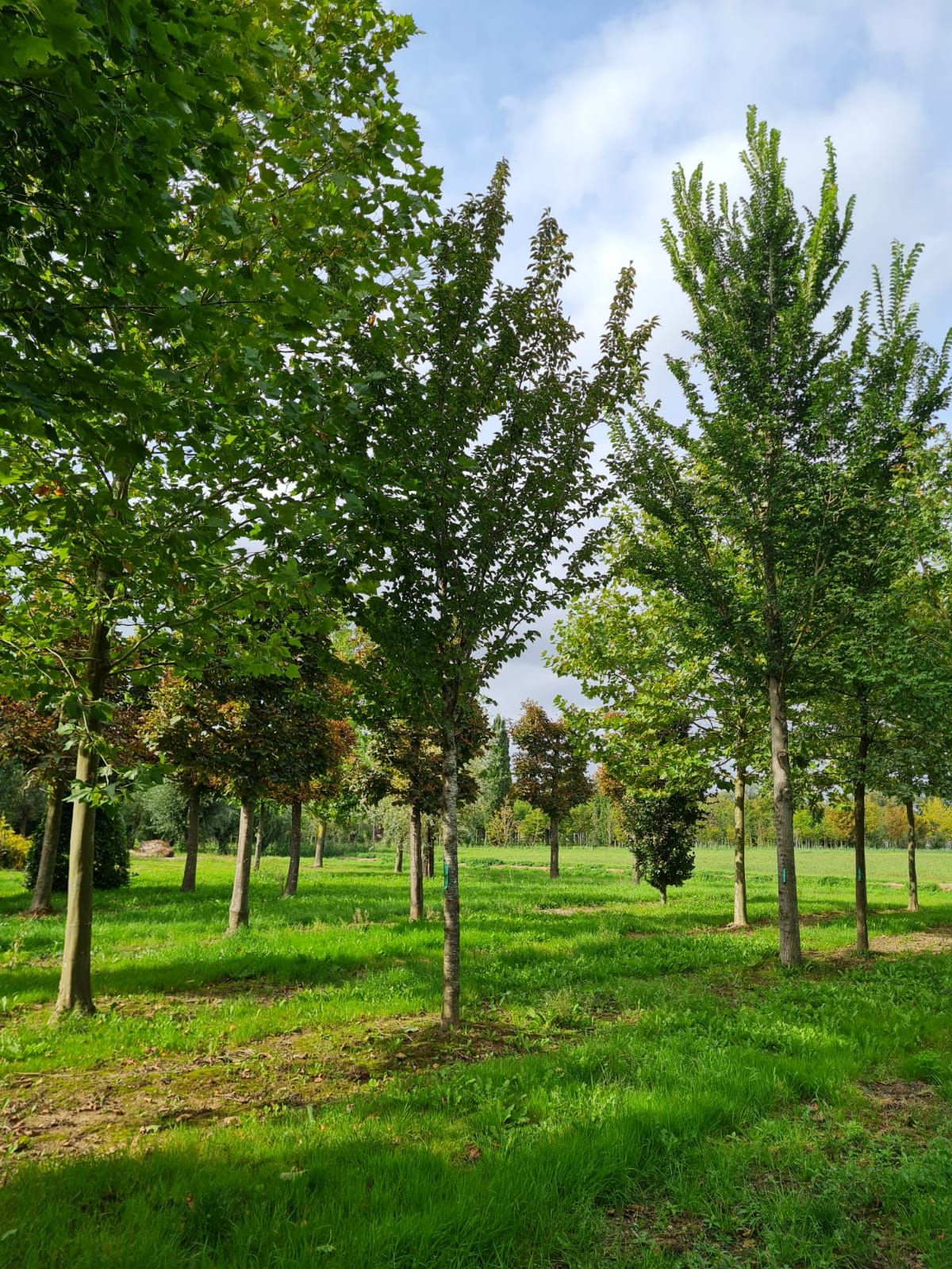 Jonge Chinese sierkers | Hoogstam