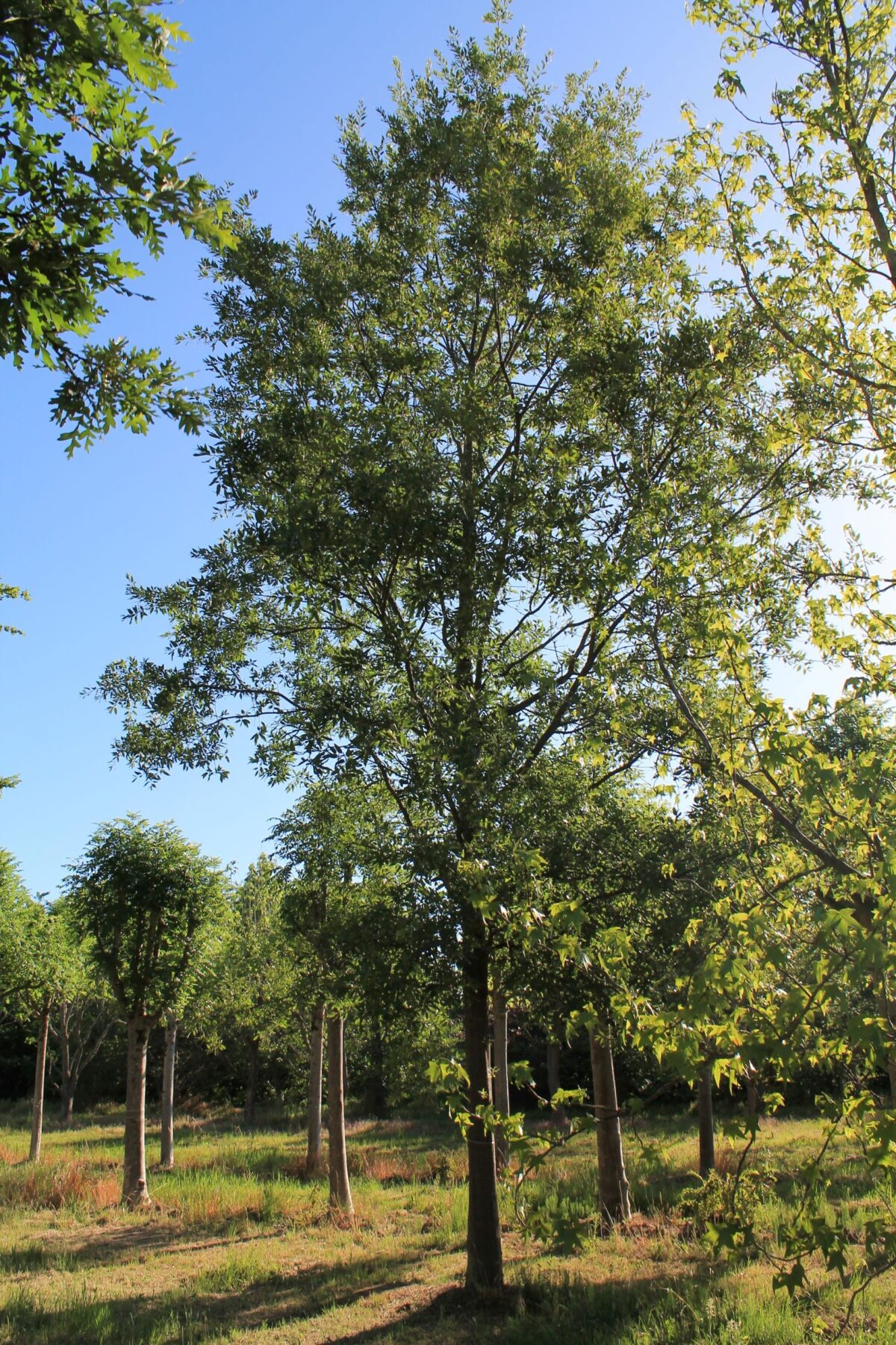 chinkapin-eik Volwassen 'Chinkapin' eik | Hoogstam