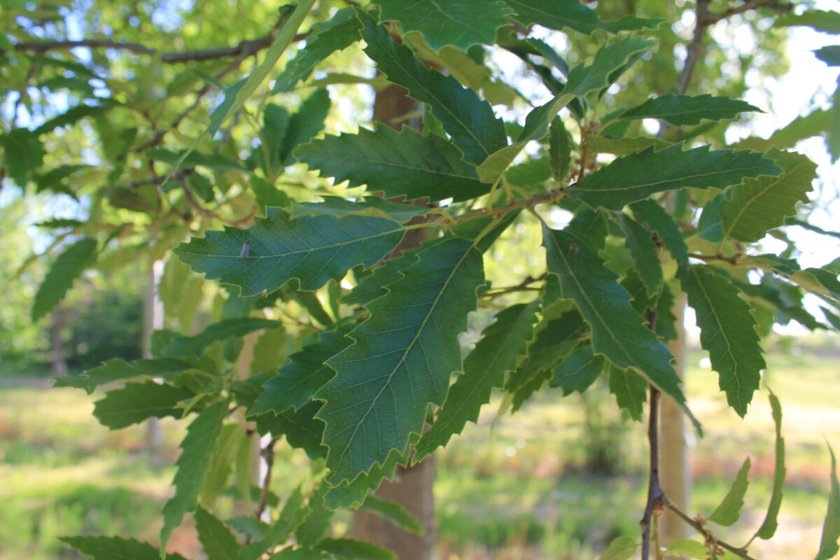 chinkapin-eik Volwassen 'Chinkapin' eik | Hoogstam