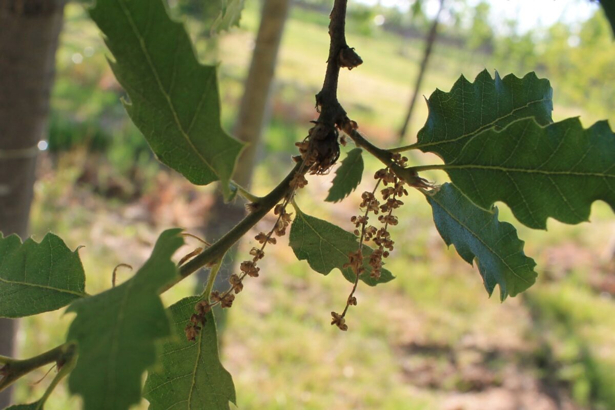 chinkapin-eik Volwassen 'Chinkapin' eik | Hoogstam