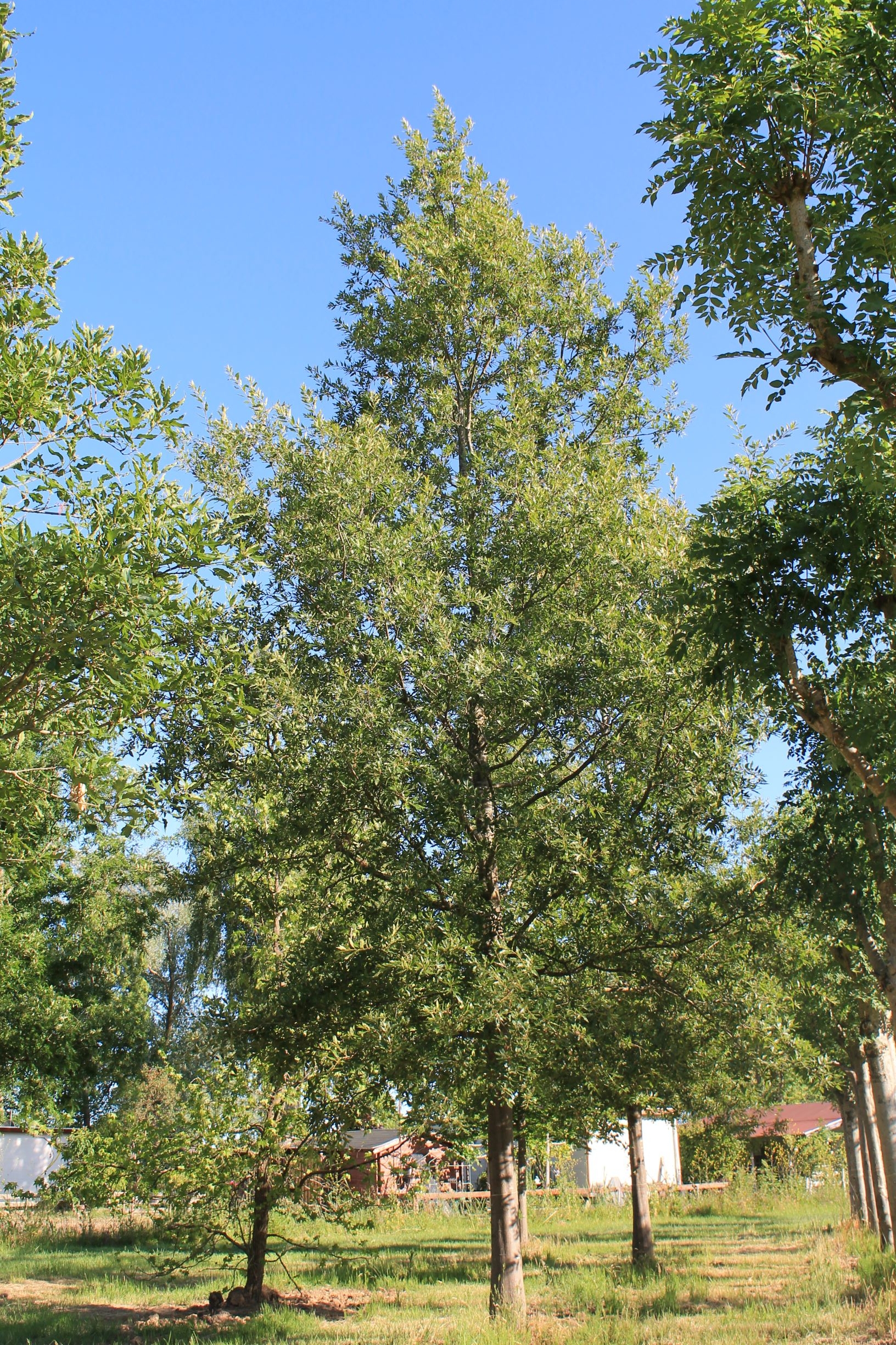 Volwassen ‘Chinkapin’ eik | Hoogstam