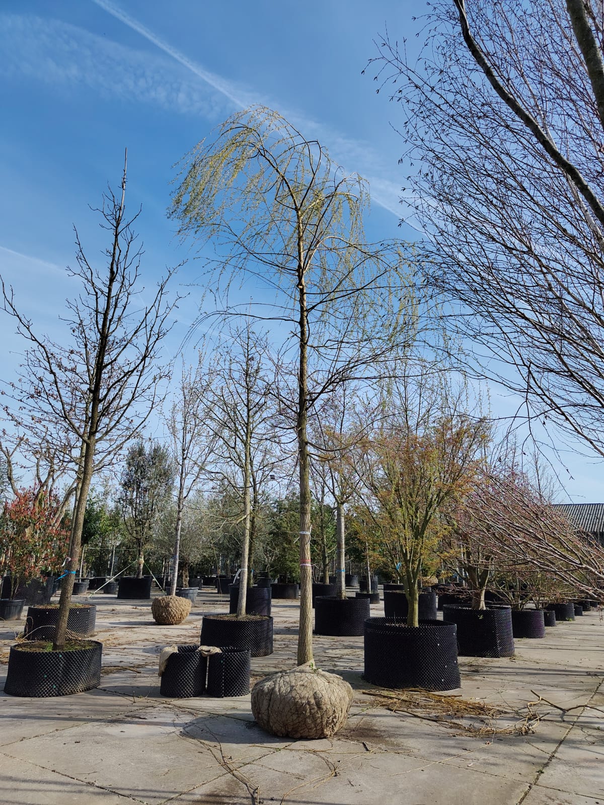 Gele treurwilg | Hoogstam