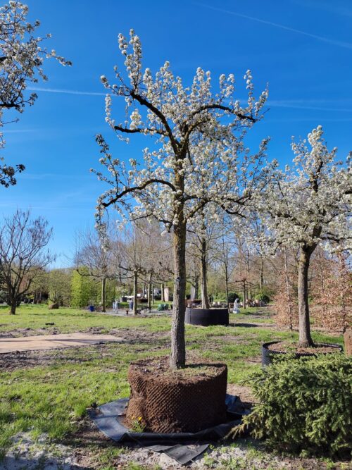 Perenboom 'Doyenné du comice' | Hoogstam