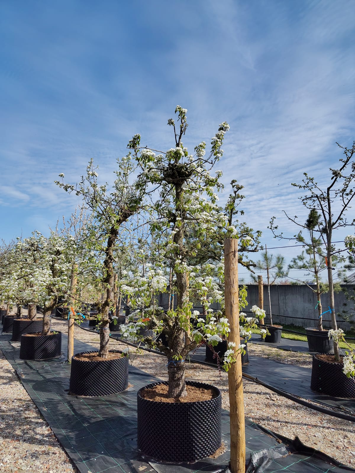 Perenboom 'Conference' | Laagstam