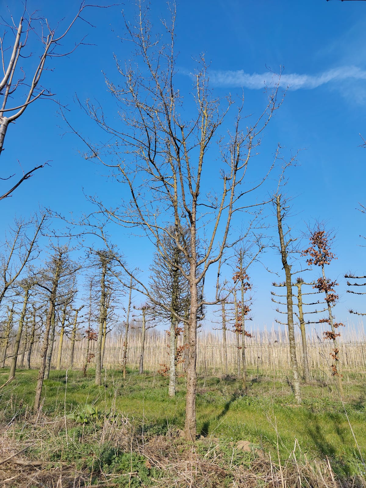 Gele kornoelje | Halfstam