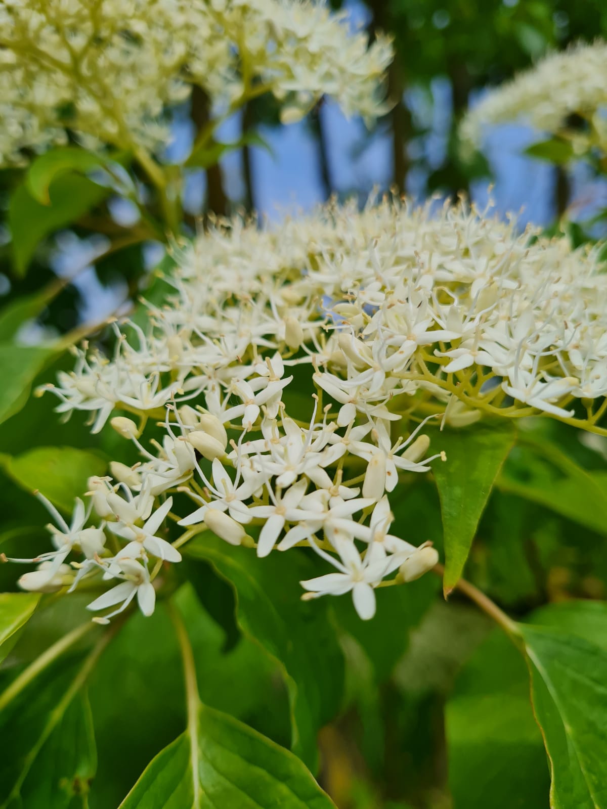 Reuzenkornoelje | Meerstammig