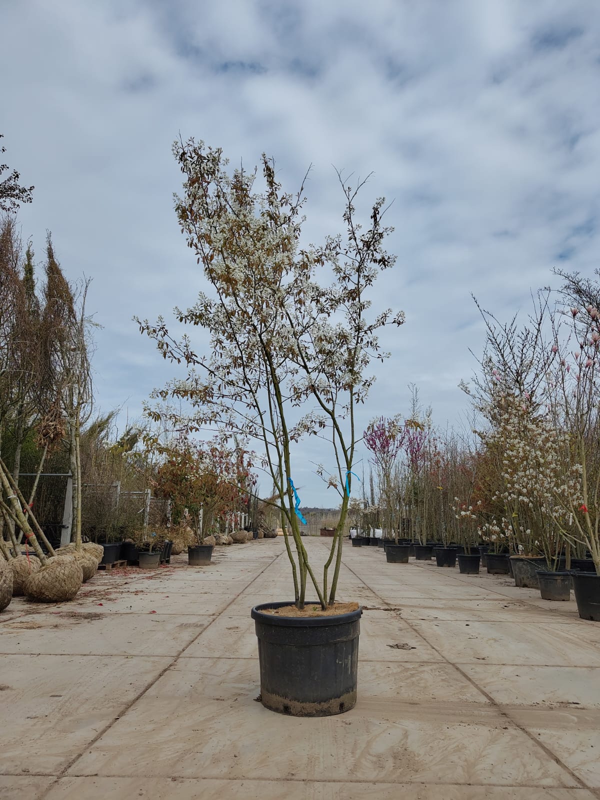 Amerikaans Krentenboompje | Meerstammig