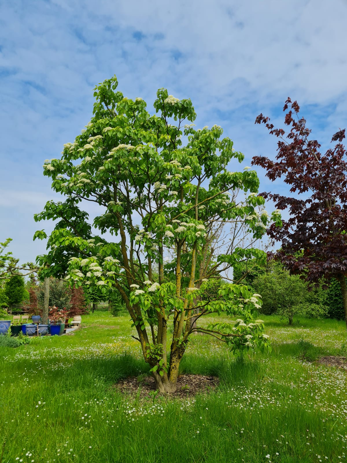 Reuzenkornoelje | Meerstammig